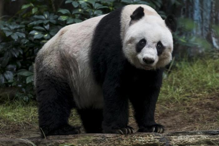 Giant panda Jia Jia, looks on at the Hong Kong Ocean Park, China July 9, 2015. REUTERS/Tyrone Siu